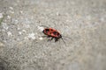 A full-grown single mature fire bug, Pyrrhocoridae,  walks across a gray concrete block Royalty Free Stock Photo