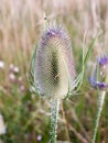 Full grown spiky milk thistle spike outside close up