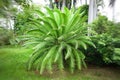 Full-grown tree Cycas revoluta also called sago palm, king sago, sago cycad Royalty Free Stock Photo