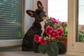 full growth black small, young French bulldog, pet, dog. Active, Royalty Free Stock Photo