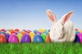 Full Happy Easter Royalty Free Stock Photo