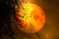 full harvest moon back silhouette dry tree in night sky