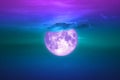 full harvest moon on dark sky back evening cloud over space Royalty Free Stock Photo