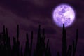 Full harvest purple moon and silhouette cactus tree in the desert on night sky