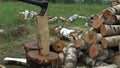 Full HD footage of an arms choping firewood with axe