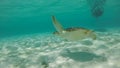 Snorkeling with Green turtle in Taka Macassar in Komodo, Indonesia