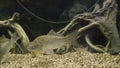 Full HD video of Carassius underwater in natural habitat