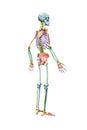 Full human male skeleton or skeletal system profile view 3D rendering illustration isolated on white with copy space. Anatomy or Royalty Free Stock Photo