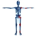 Full human glass skeleton 3D concept with joint pa Royalty Free Stock Photo