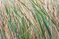 Cattails background Royalty Free Stock Photo