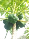 Full image of papaya fruity