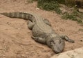 Full image of a siamese crocodile