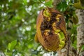 Full jackfruit on the tree.