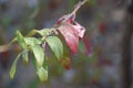 Full of leaves of an indian wild plant