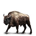 full-length bison stands in a threatening pose