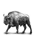 full-length bison stands in a threatening pose