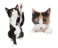 A full-length black and white cat sits, looks up and pulls its paw up; a three-color cat, a bust portrait with paws, looks into th Royalty Free Stock Photo