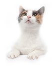 A full-length black and white cat sits, looks up and pulls its paw up; a three-color cat, a bust portrait with paws, looks into th Royalty Free Stock Photo