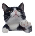 A full-length black and white cat sits, looks up and pulls its paw up; a three-color cat, a bust portrait with paws, looks into th Royalty Free Stock Photo