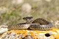 Full length blotched snake