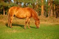 A full-length brown horse grazes in a pasture. Early morning. Low angle view. Side view Royalty Free Stock Photo