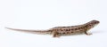 Full length brown sand lizard Lacerta agilis Linnaeus isolated Royalty Free Stock Photo