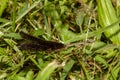 A full length close up macro lens image of an adult Carolina mantis Royalty Free Stock Photo