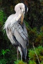 BIRDS- Florida- Full Length Vertical Close Up of a Wild Beautifully Colorful Great Blue Heron Royalty Free Stock Photo