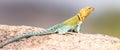 Full length collared lizard Royalty Free Stock Photo