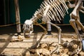 A full-length dinosaur skeleton in the Museum. Royalty Free Stock Photo