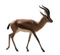 Full length of Dorcas gazelle on white background