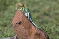 Full length eastern collared lizard Royalty Free Stock Photo