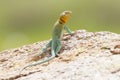 Full length eastern collared lizard Royalty Free Stock Photo