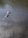 Full Length 7 feet Wild Crocodile in the water Royalty Free Stock Photo