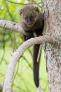 Full length fisher in portrait Royalty Free Stock Photo