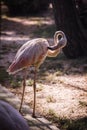Full-length flamingo (Balearica regulorum) in backlit light