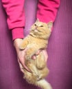 Full-length fluffy lump of satisfied ginger kitten in hands on a simple bright violet-raspberry background