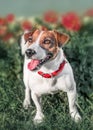 Full-length front portrait of adorable happy smiling small white and red dog jack russel terrier standing in flower bed in a summe Royalty Free Stock Photo