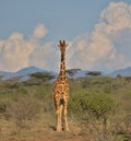 full length front view of a single reticulated giraffe standing alert with clouds and sky background in the wild buffalo springs