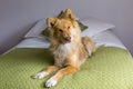 Full length frontal view of beautiful blond husky mix lying down on bed