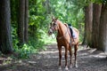 Full length harnessed horse in a beautiful forest