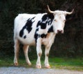 Full length of Holstein cow standing alone on farm. Portrait of hairy black and white animal isolated on remote farmland