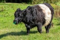 Belted galloway bull