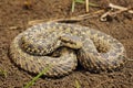 Full length image of Vipera ursinii rakosiensis Royalty Free Stock Photo