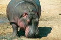 A full-length large gray hippopotamus in its habitat, close-up portrait photo. Royalty Free Stock Photo