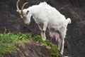 A full-length milky white goat in a ravine. Selective focus