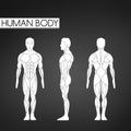 Full length muscle body, front, back view of a standing man Royalty Free Stock Photo