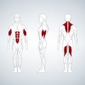 Full length muscle body, front, back view of a standing man Royalty Free Stock Photo
