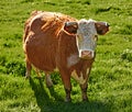 Full length of one hereford cow standing alone on farm pasture. Portrait of hairy animal isolated against green grass on