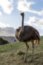 Full length ostrich, South Africa. Ostrich farm